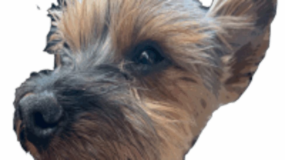 Boydee, the twenty-year-old Yorkshire Terrier, sharing joy and faith with children