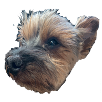 Boydee, the twenty-year-old Yorkshire Terrier, sharing joy and faith with children